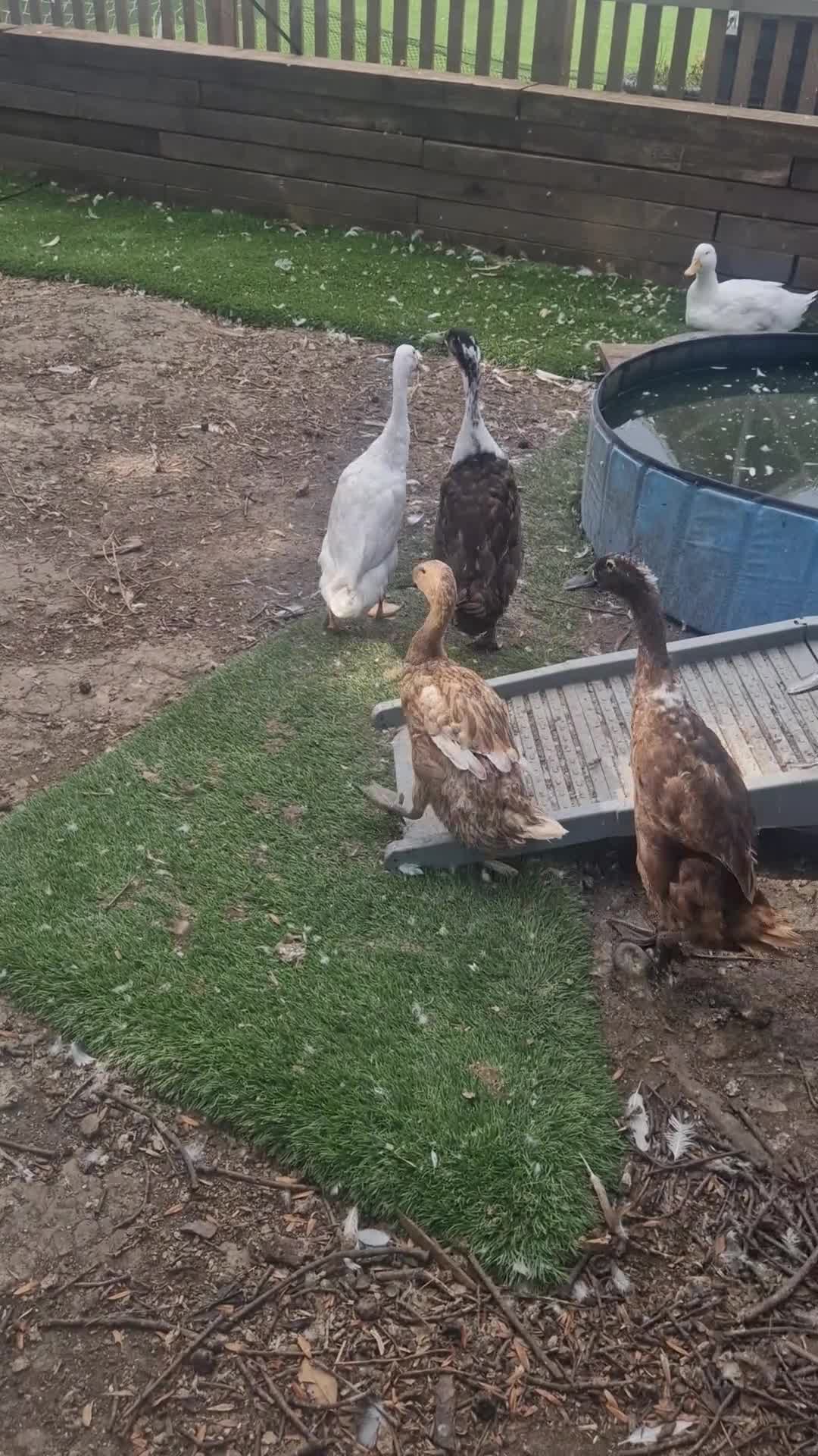Ducks poultry for sale: Runner/Pekin Ducks/chickens - Video 1