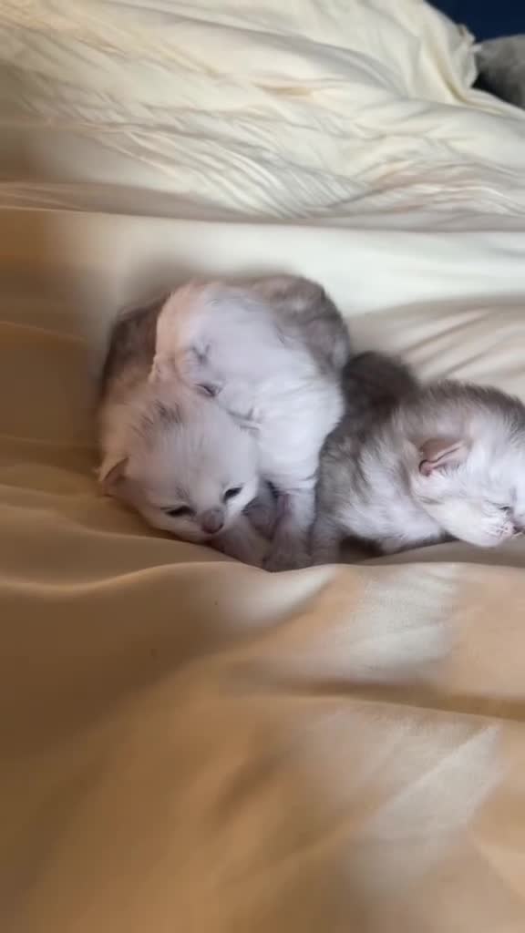 British Longhair cats for sale: Stunning Silver Tipped Longhair Kittens - Video 2