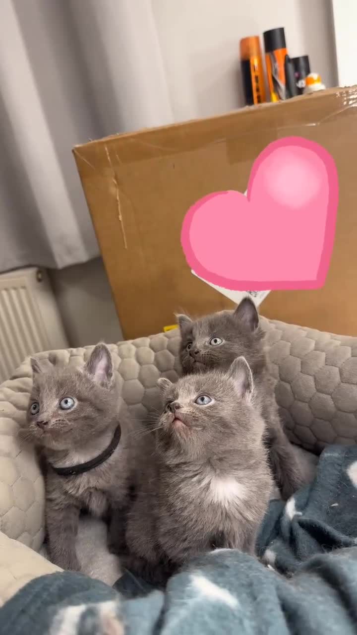 Mixed Breed cats for sale: 2GORGEOUS BSH x NEBELUNG KITTENS 🐾 1 BOY & 1 GIRL - Video 1