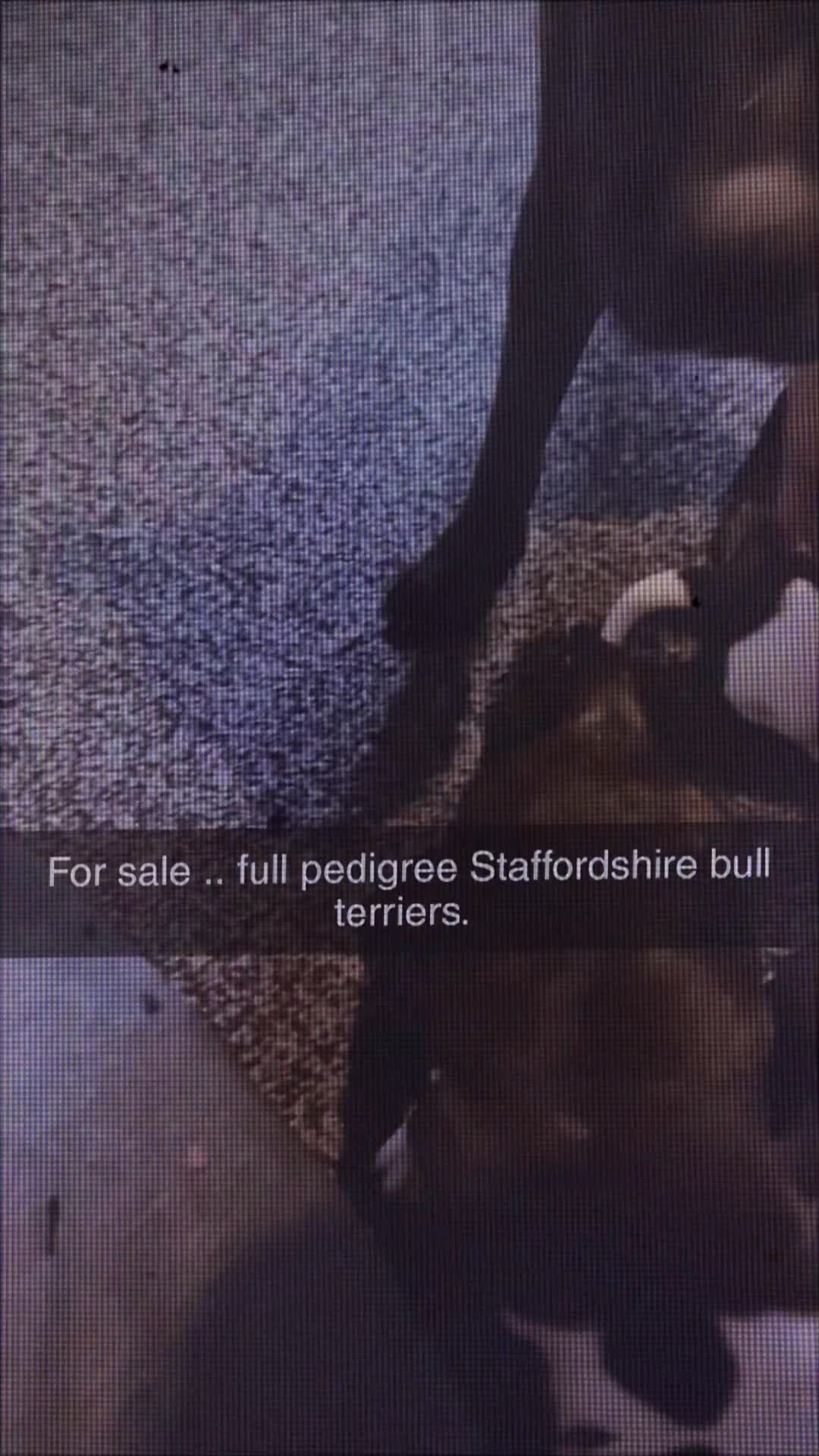 Staffordshire Bull Terrier dogs for sale: Staffordshire bull terriers - Video 1