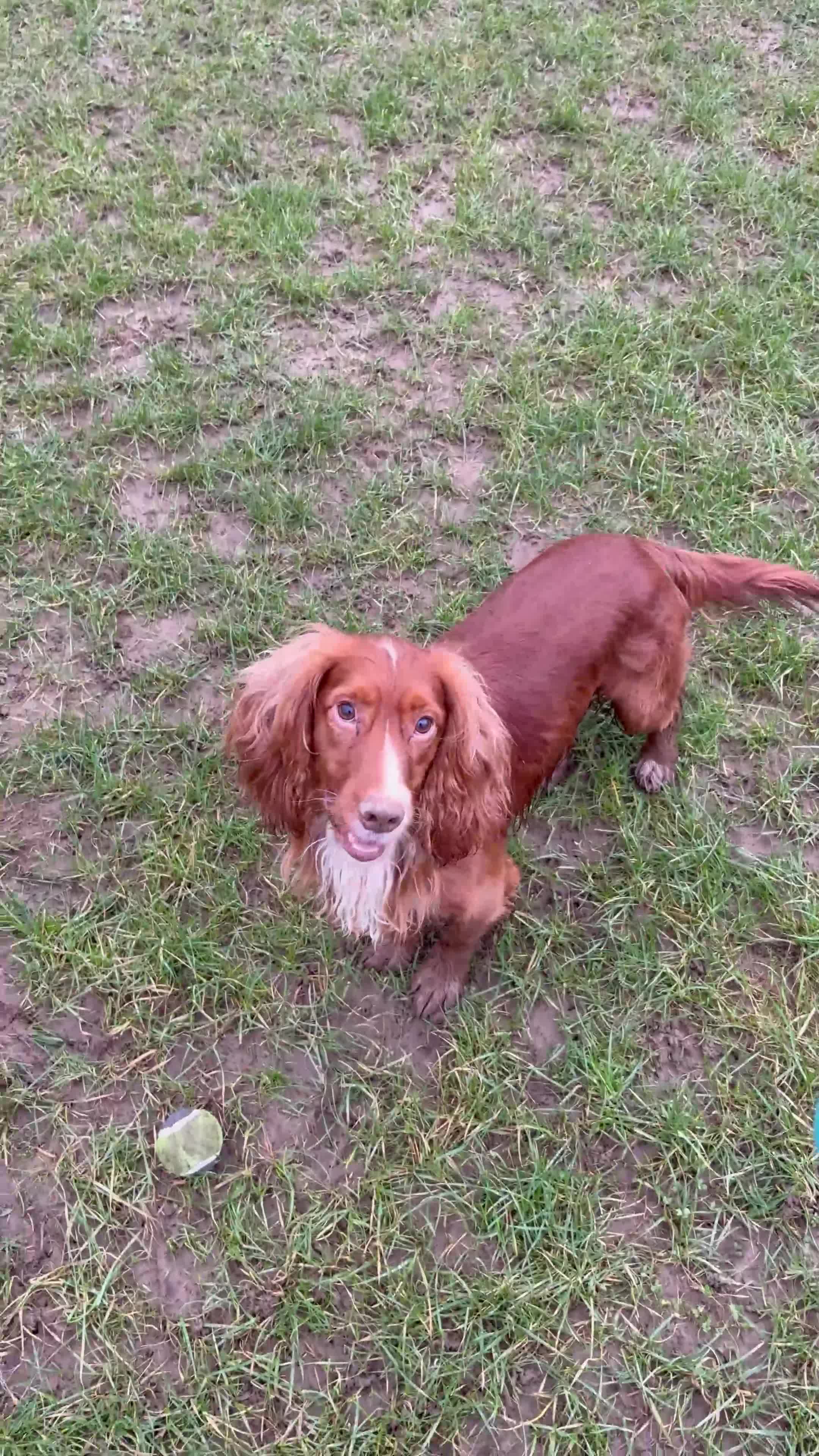 Cocker Spaniel dogs for sale: 4yr Old Loving Cocker Spaniel – Jasper in Sheffield - Video 1