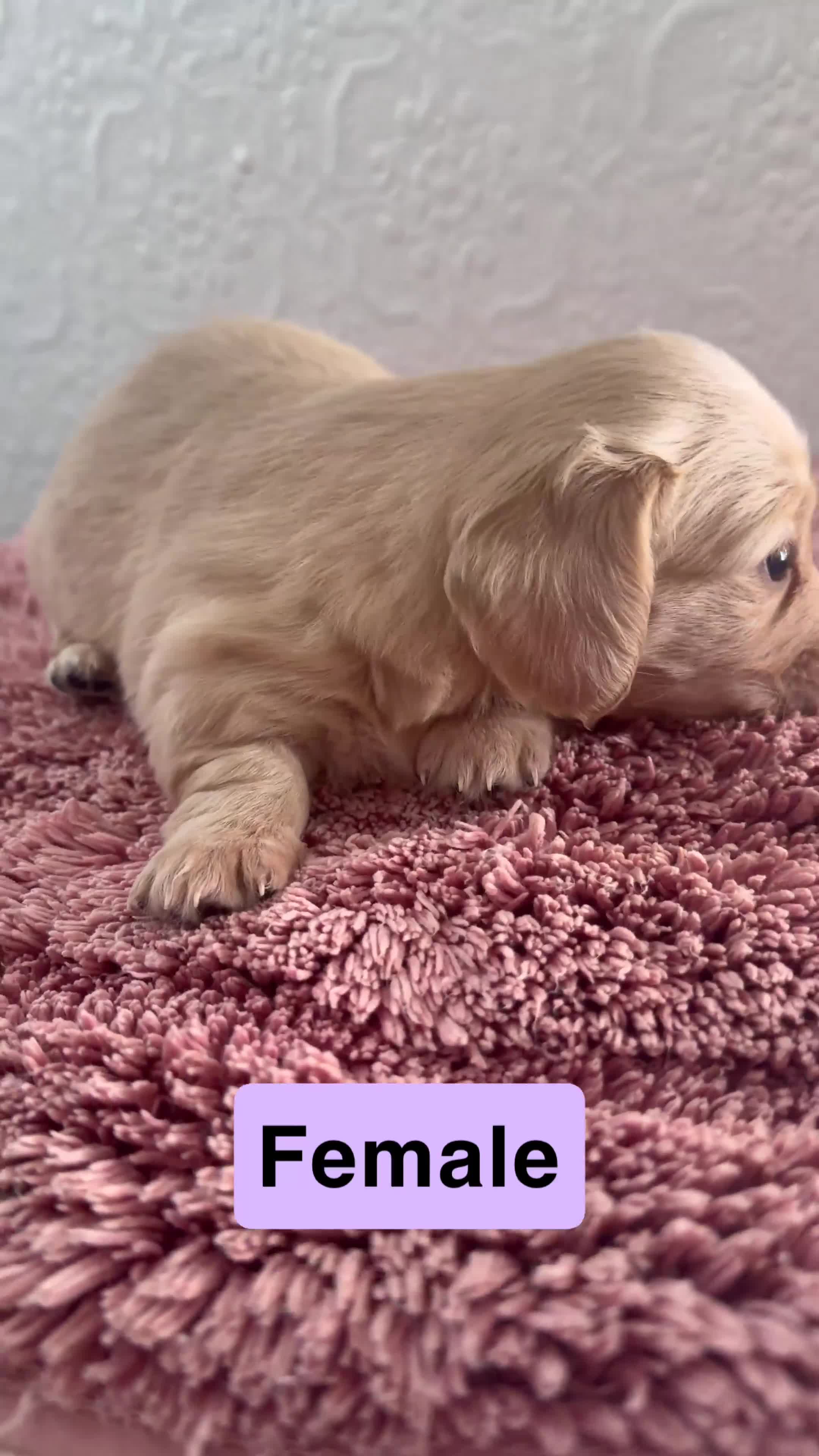 Dachshund dogs for sale: Cream full long haired dachshund puppies  - Video 3