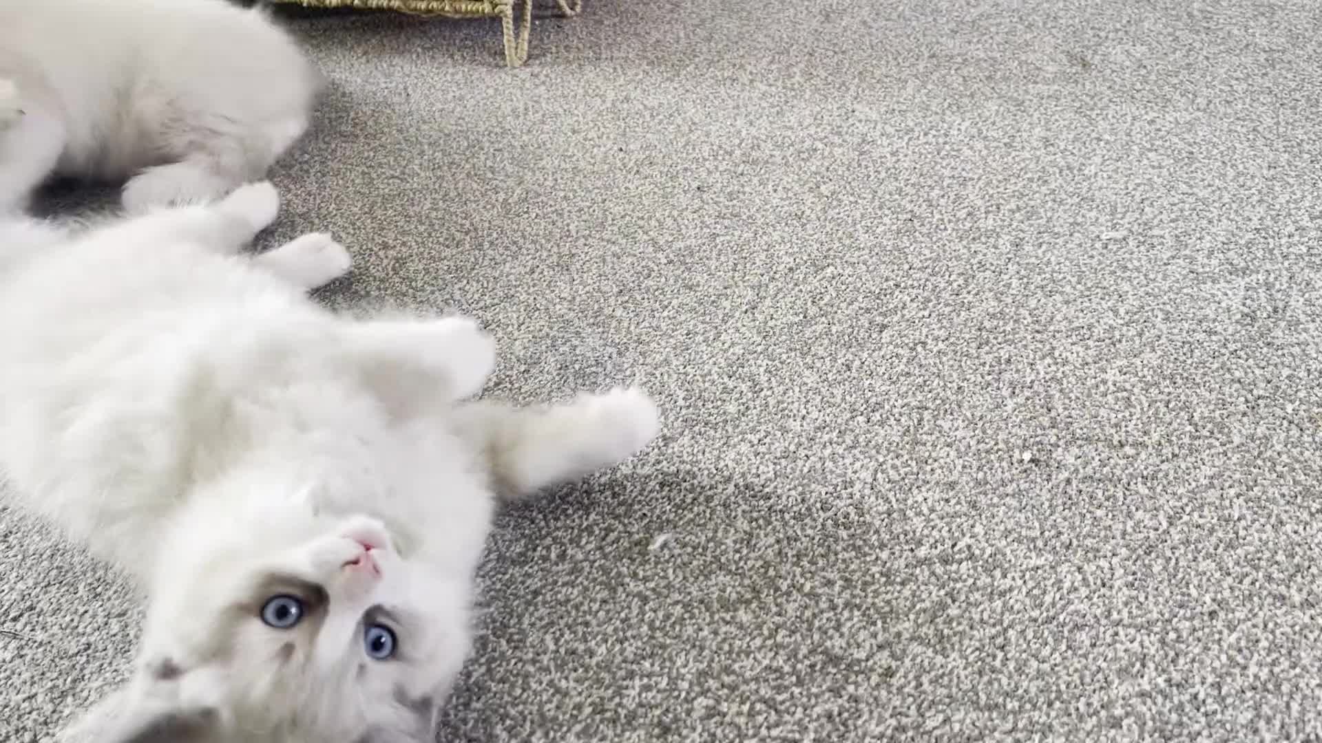 Ragdoll cats for sale: Child Friendly Ragdoll and Ragdoll Cross Kittens  - Video 3