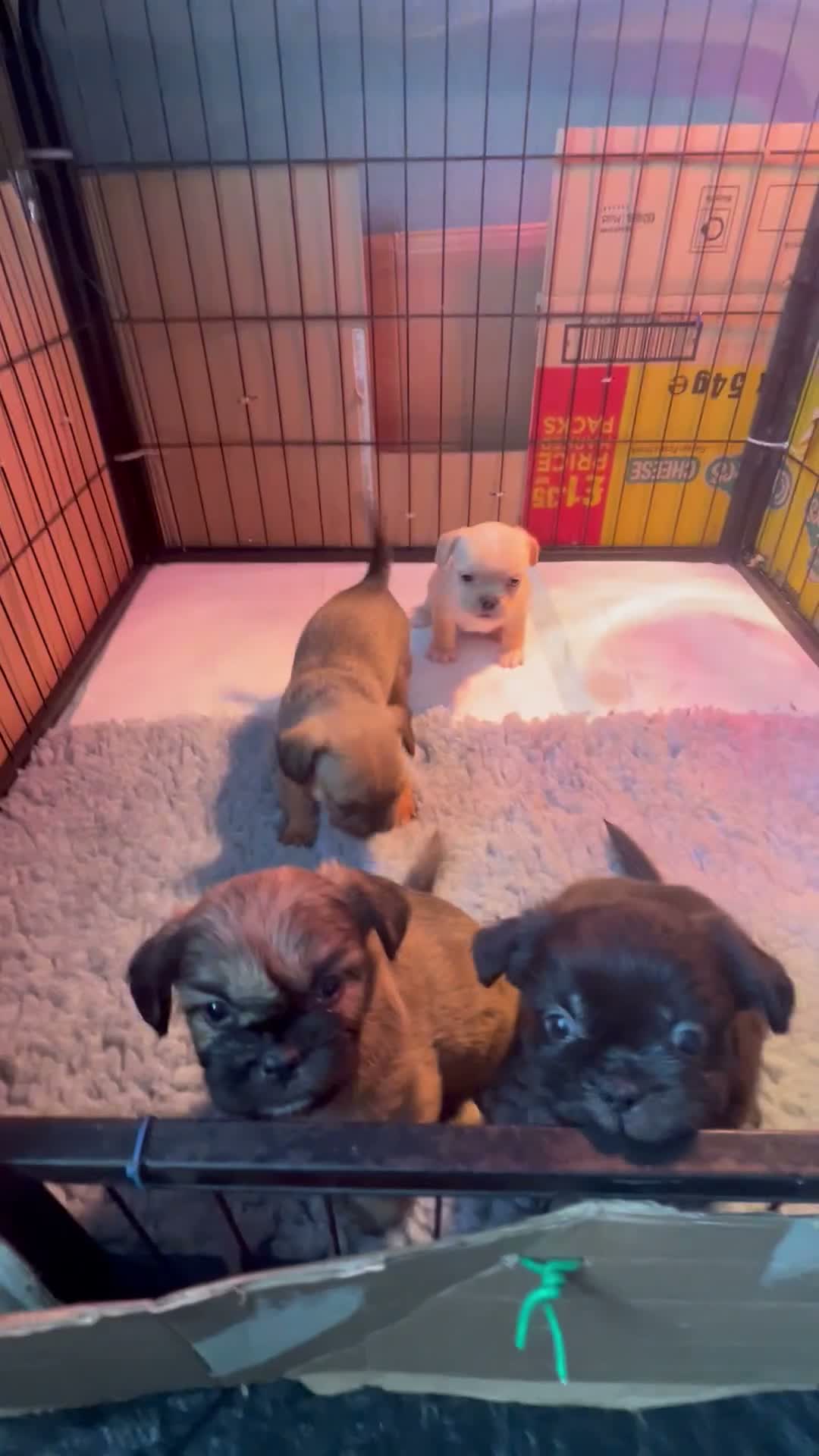 Mixed Breed dogs for sale: Shih Tzu cross frenchie puppies  - Video 1