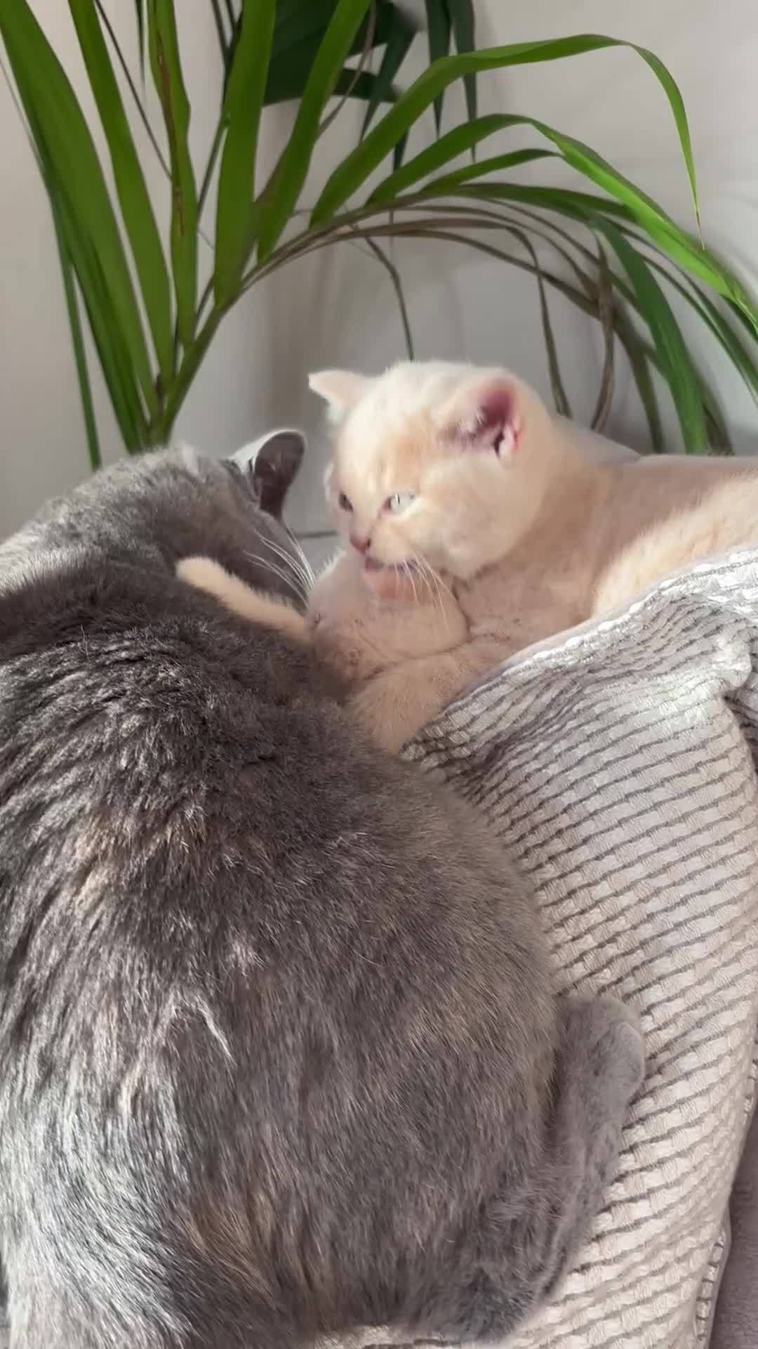 British Shorthair cats for sale: 🏆 BLOODLINE.. BEAUTIFUL CREAM BSH KITTENS - Video 2