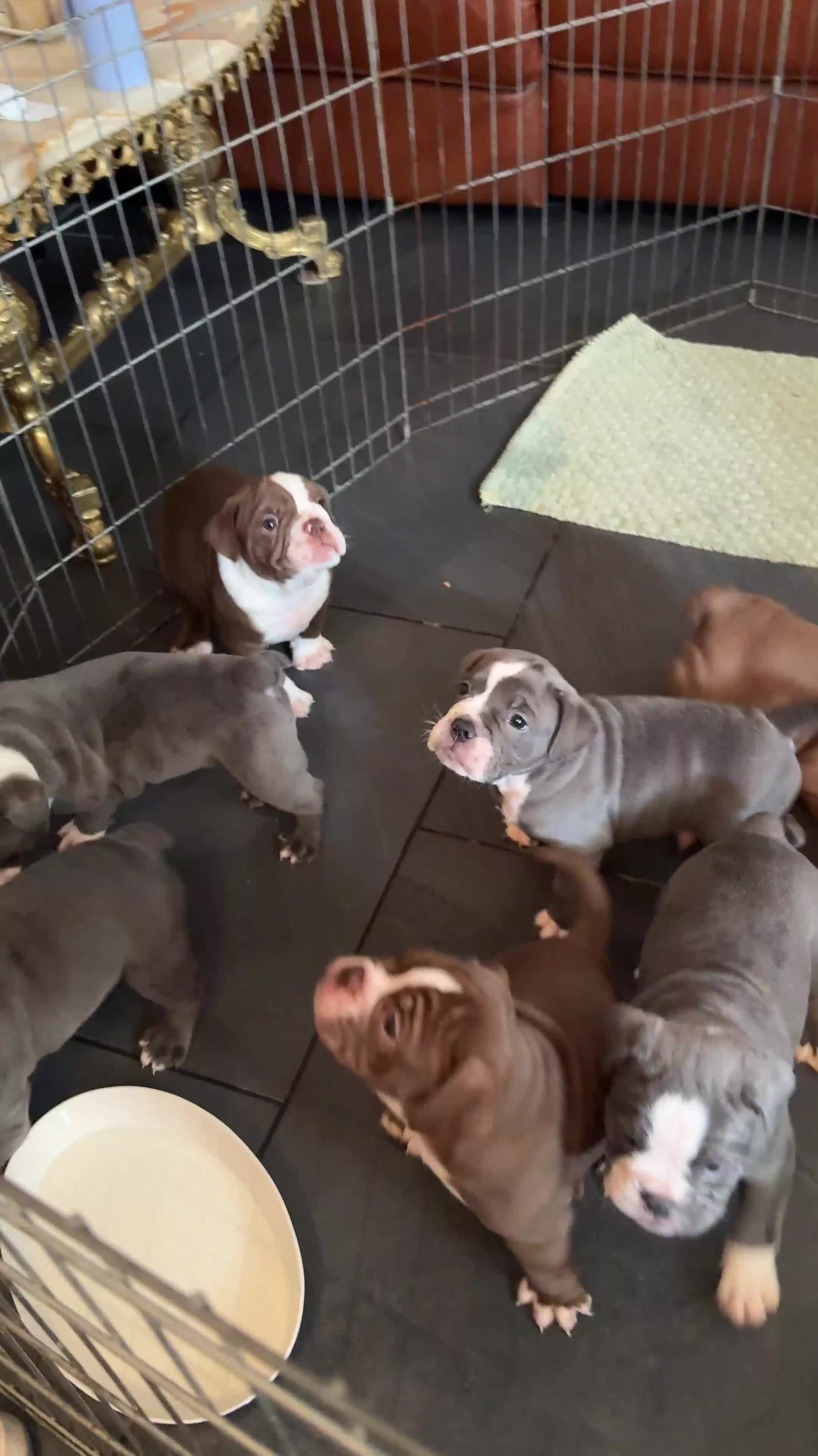 Old Tyme Bulldog dogs for sale: Old tyme bulldog - Video 2
