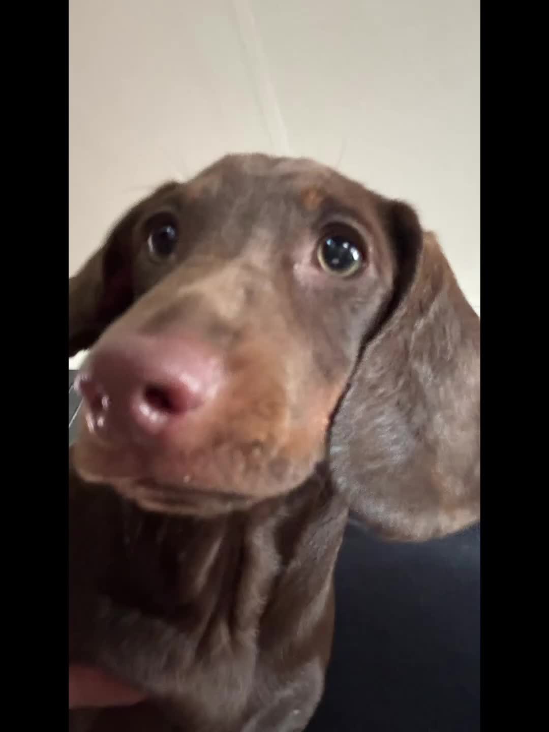 Miniature Dachshund dogs for sale: Bazil - Video 1
