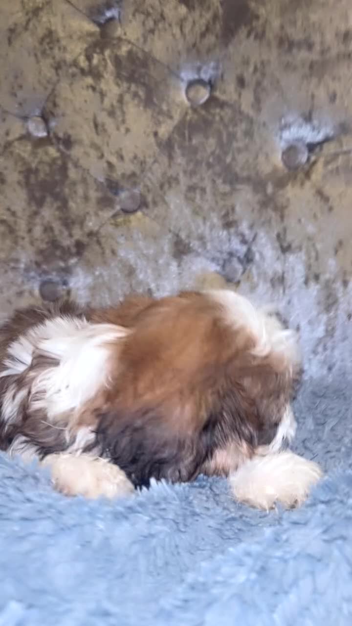 Shih Tzu dogs for sale: 🐶✨ Beautiful Shih Tzu Puppies for Sale! ✨🐶 - Video 5