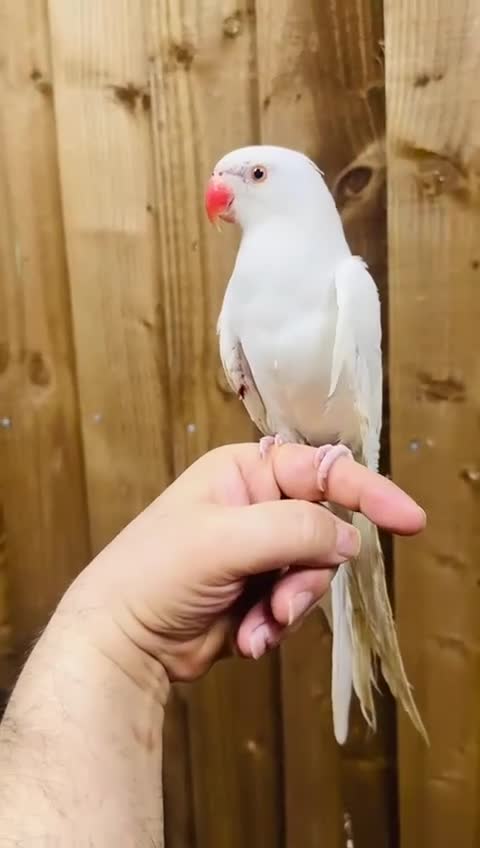 Ringnecks birds for sale: White ringg neck  - Video 1