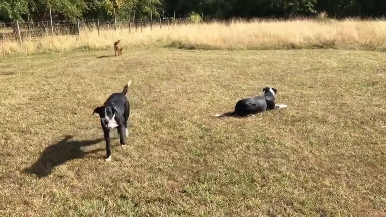 Mixed Breed dogs for adoption: Charlie is looking for a perfect home  in Hayling Island - Video 2