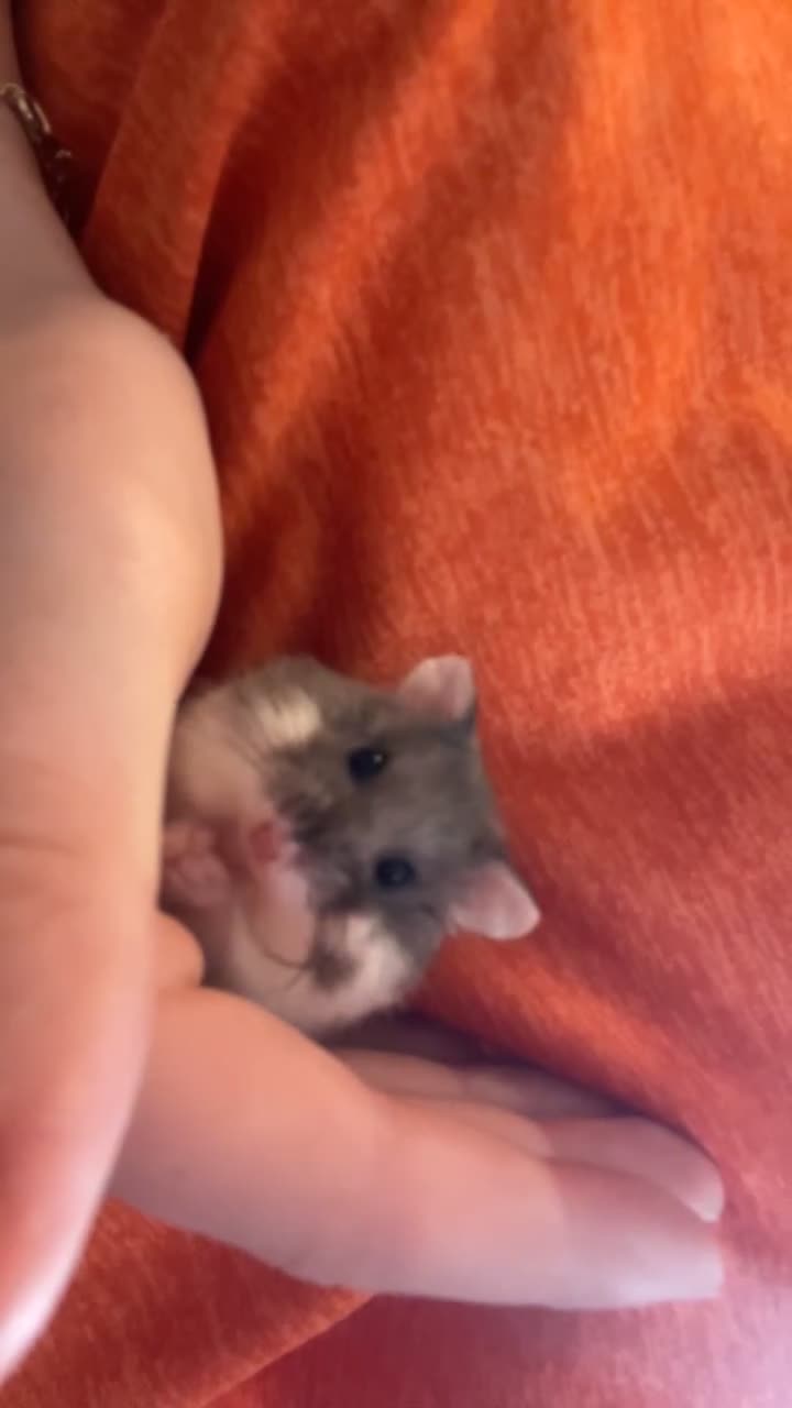 Hamster rodents for sale: Hamster  - Video 2