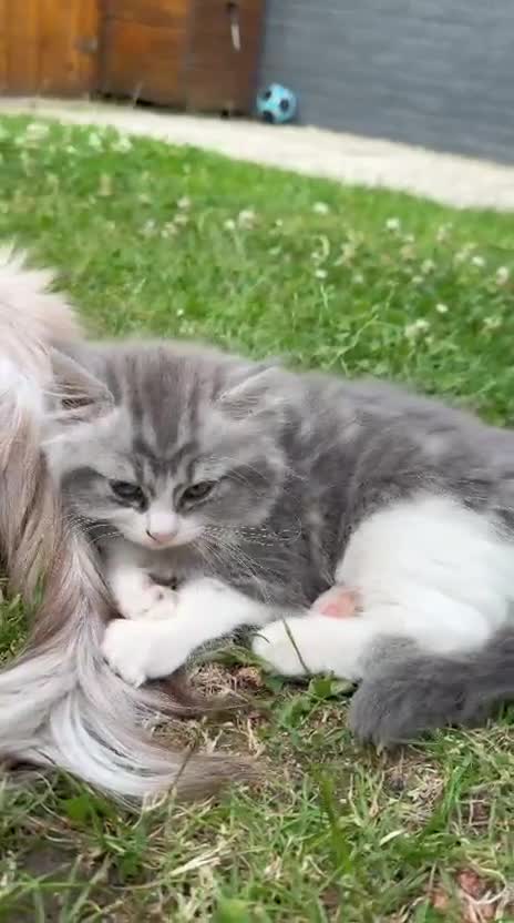 Ragdoll cats for sale: Mix breed kittens  - Video 1