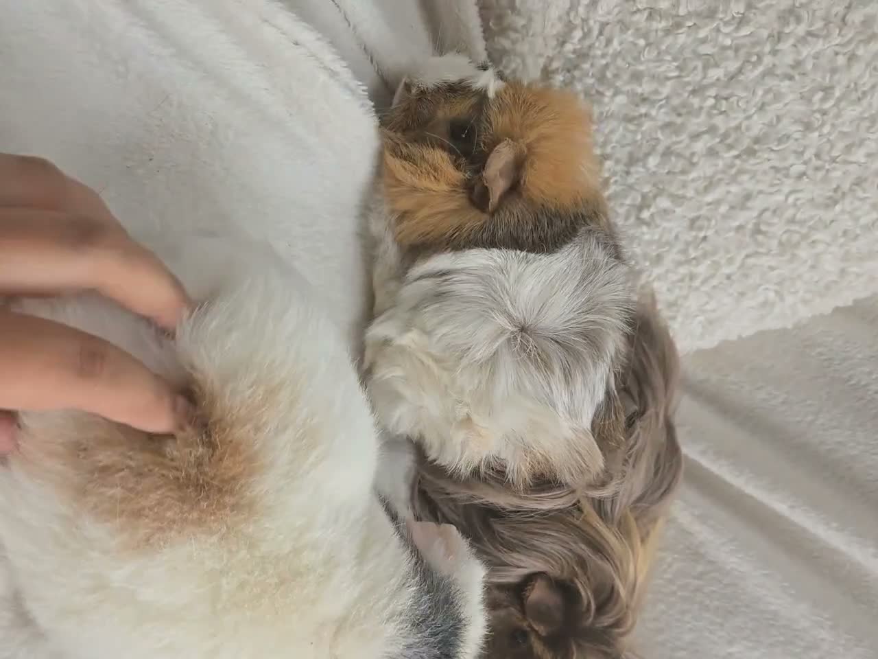 Guinea Pig rodents for sale: Extremely well-bonded trio - Video 1