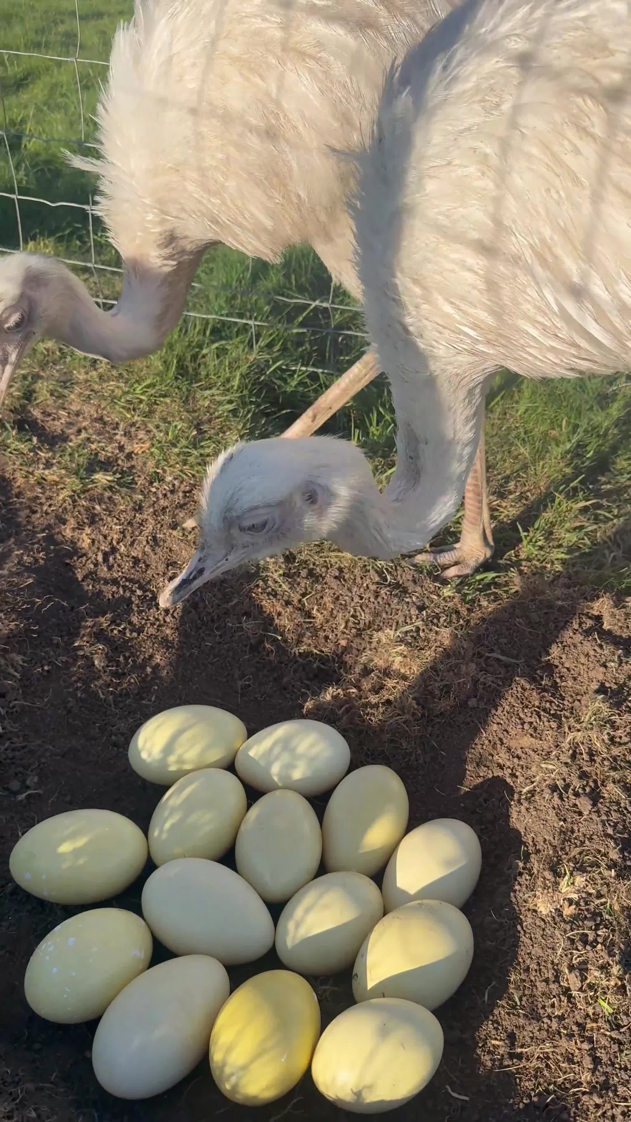 Emus poultry for sale: White & Grey Rhea Fertile Hatching Eggs in Leighton Buzzard - Video 1