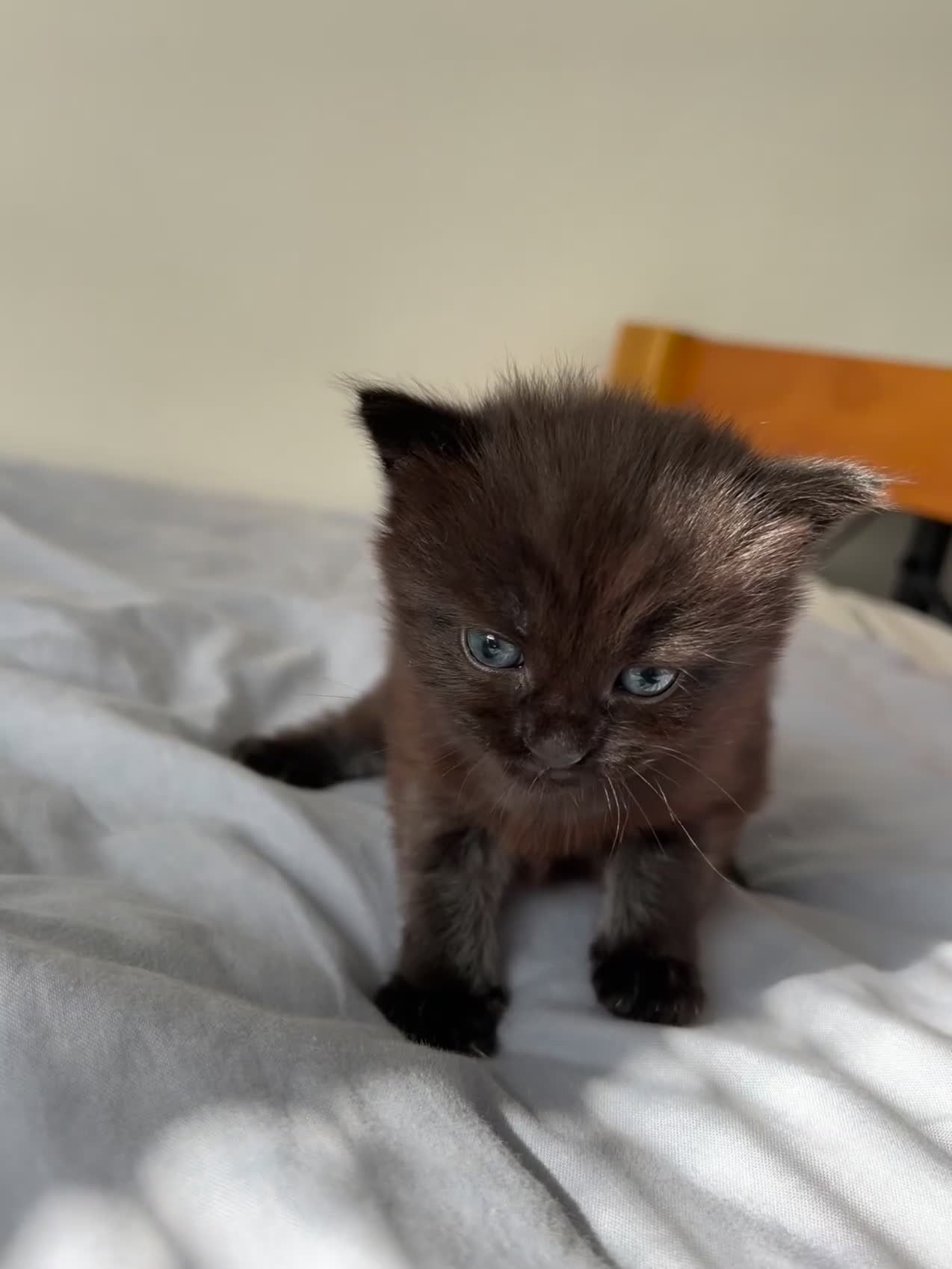Mixed Breed cats for sale: Baby girl - Video 1