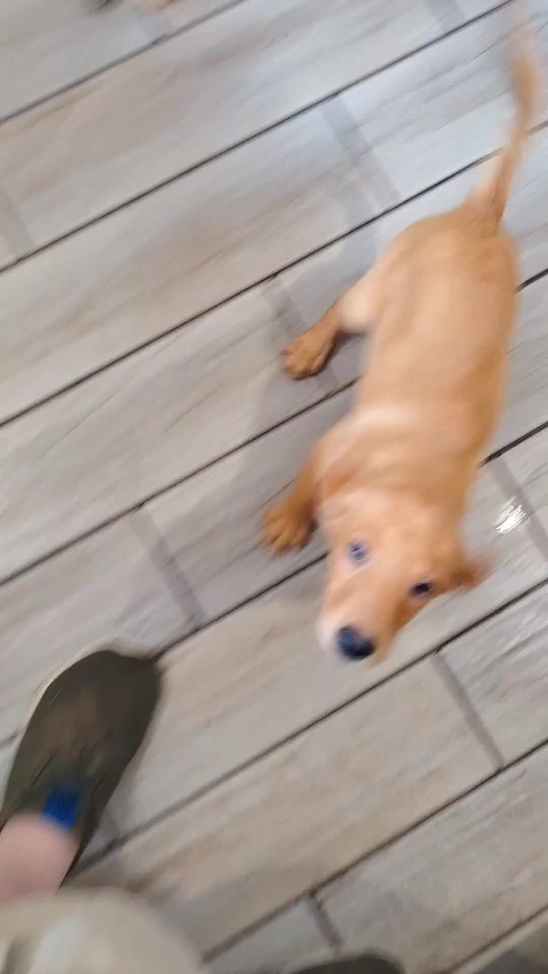 Labrador Retriever dogs for sale: Fox red female ready now - Video 1