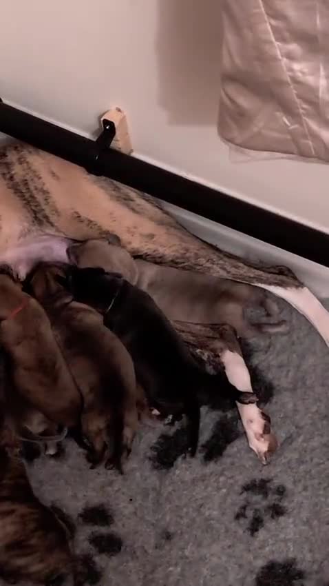 Mixed Breed dogs for sale: 8 Whippet x Italian Greyhound Wiggy Puppies - Video 1