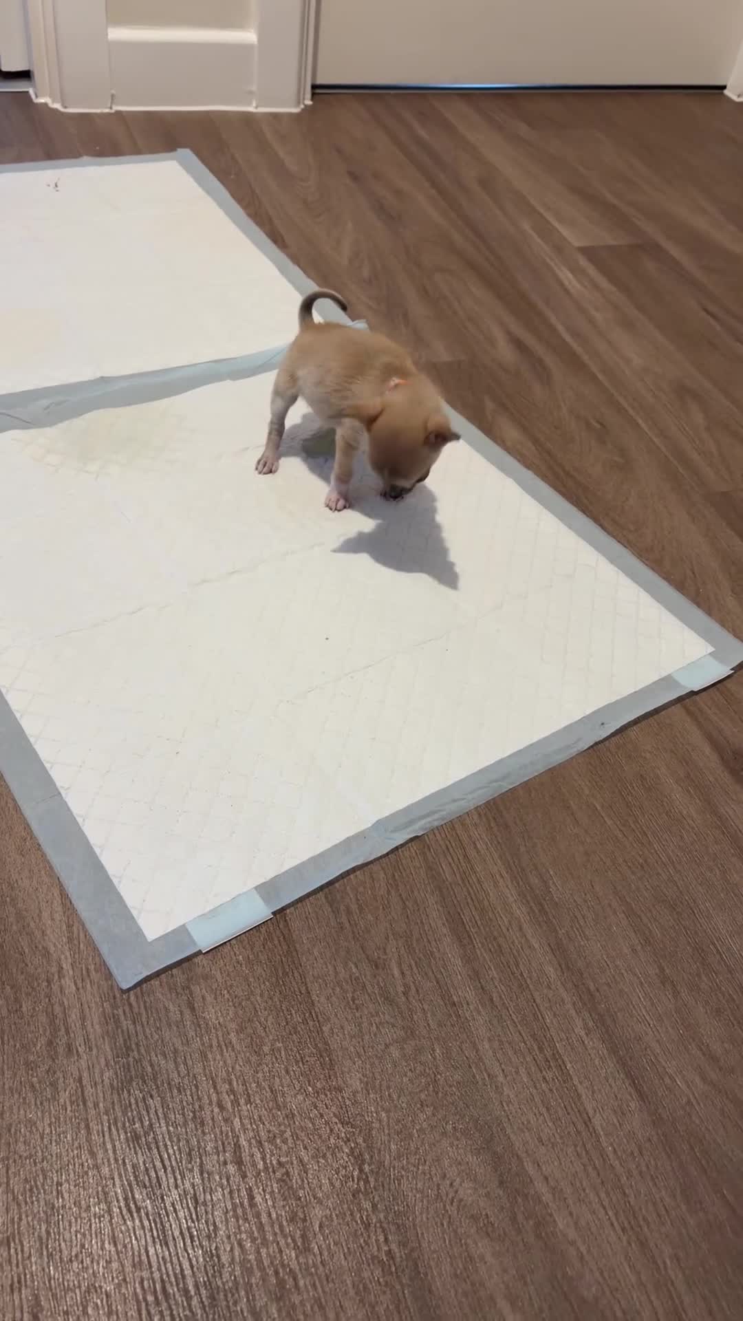 Chihuahua dogs for sale: Teacup smooth coat Chihuahua  - Video 1