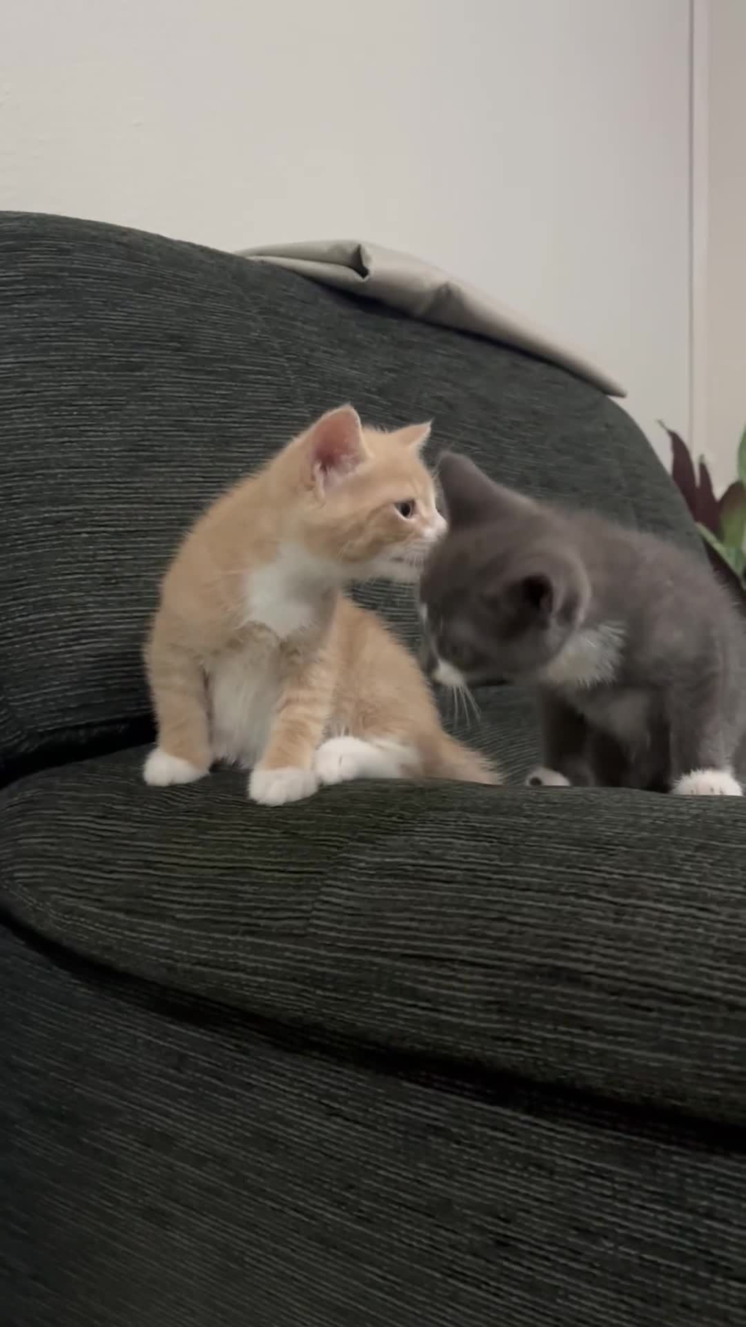 Mixed Breed cats for sale: Kittens ready this week. - Video 1