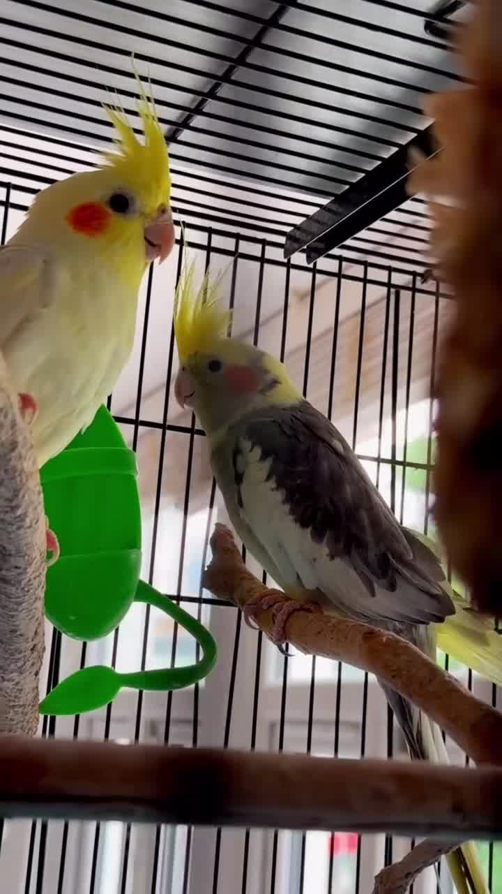 Cockatiels birds for sale: Ninfa  - Video 1