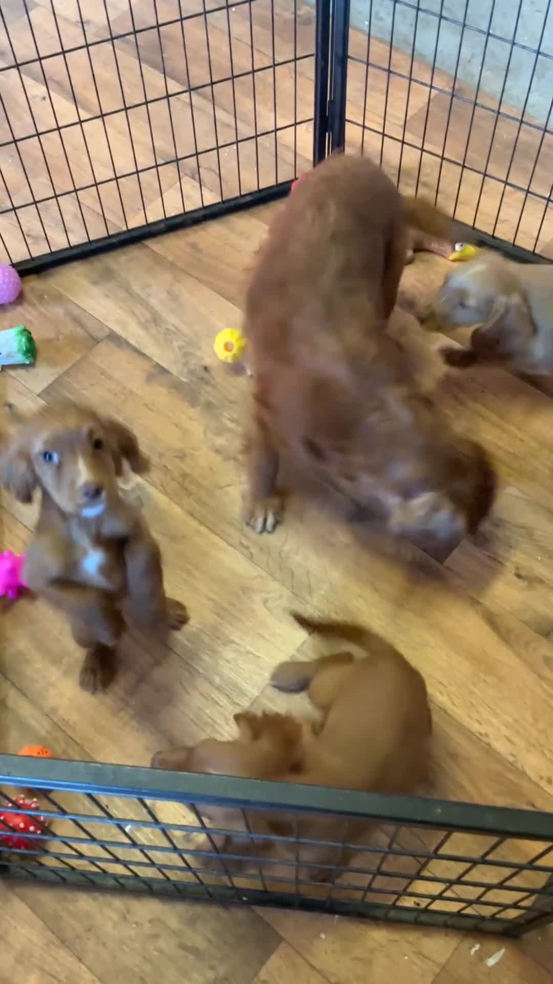 Cocker Spaniel dogs for sale: Cocker spaniel  in Doncaster - Video 2