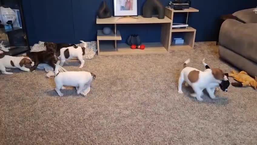 Mixed Breed dogs for sale: Jackastaff last boy  - Video 2