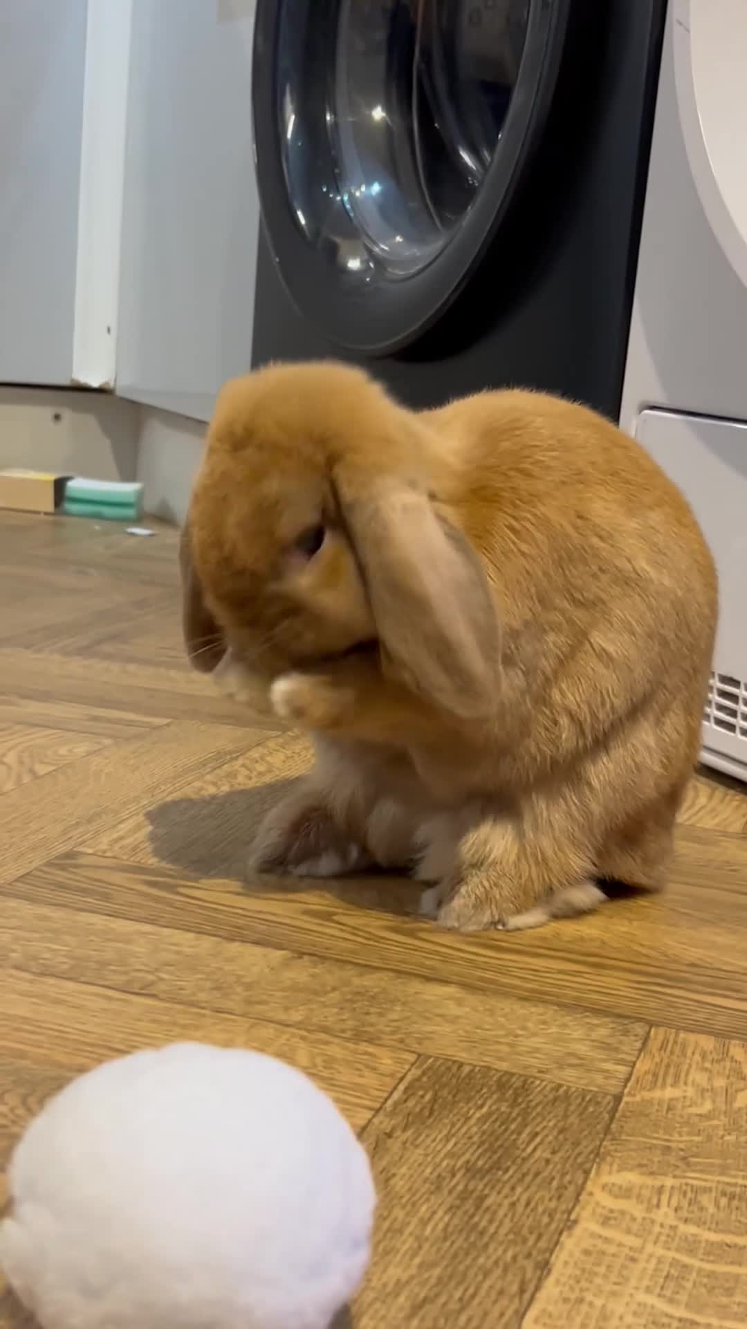 German Lop rabbits for sale: Male lop rabbit  - Video 1