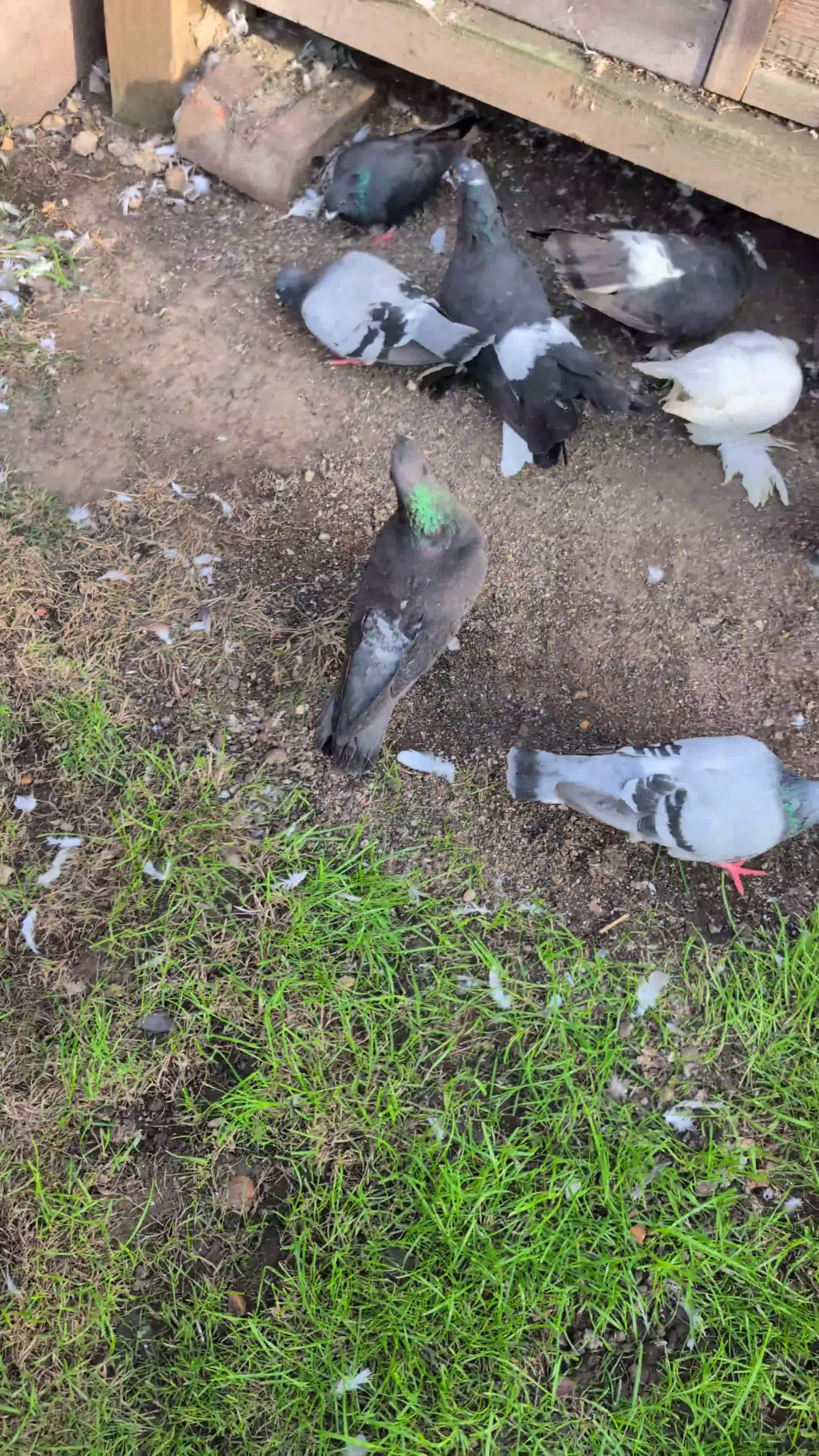 Pigeons birds for sale: Pigeons Mixed Variety  - Video 1
