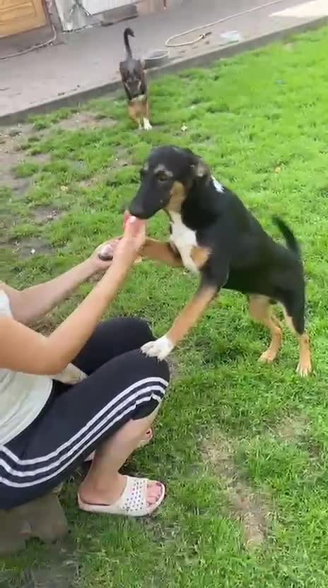 Mixed Breed dogs for adoption: 💙🐶 MAX 🐶💙 - Video 1