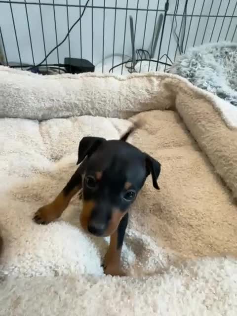 Miniature Pinscher dogs for sale: Beautiful Miniature pinscher puppies - Video 1