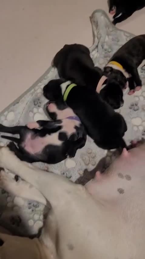 Staffordshire Bull Terrier dogs for sale: Full Staffordshire Bull Terrior puppies for sale - Video 1
