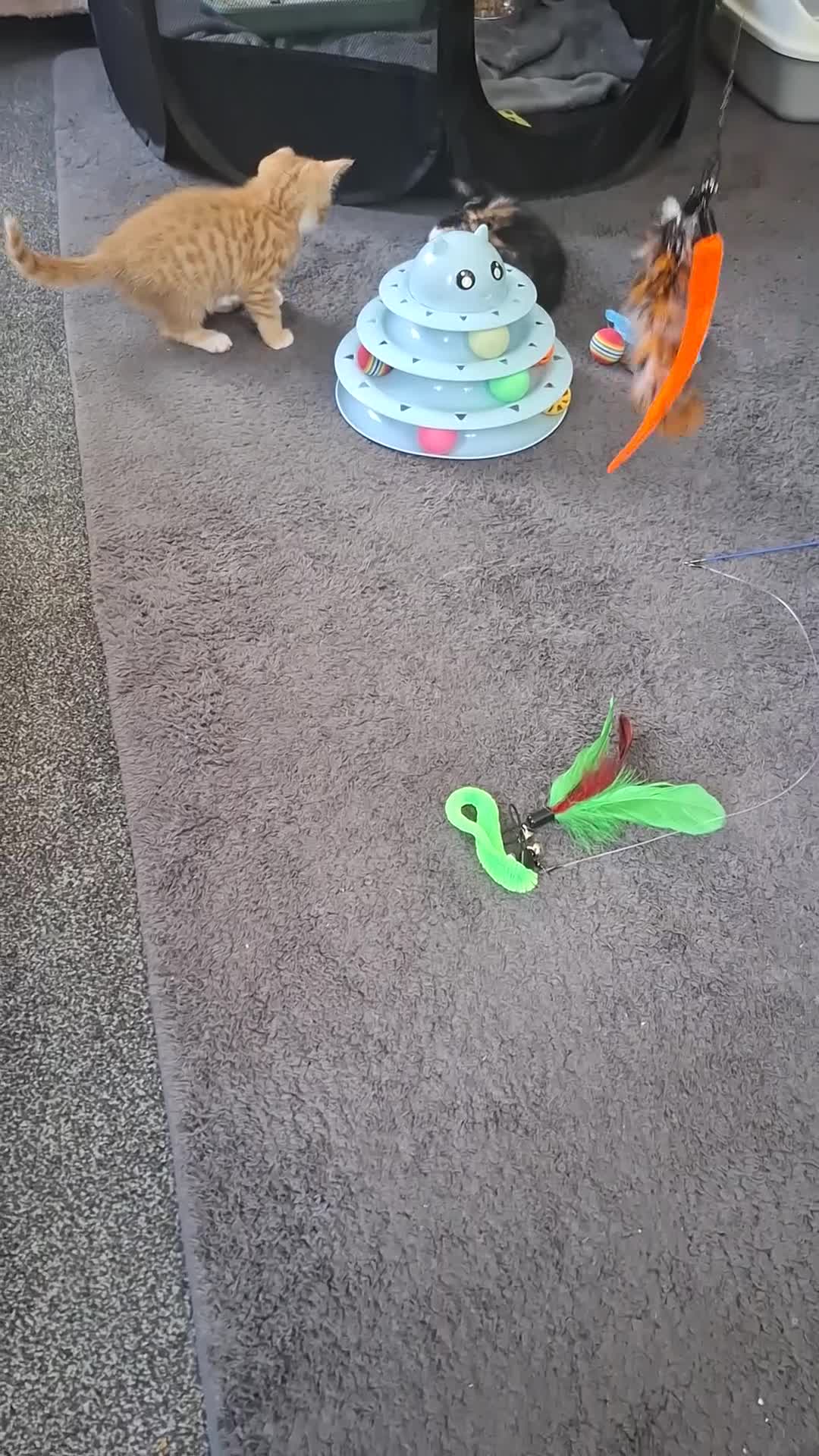 Mixed Breed cats for sale: 3 absolutely stunnimg kittens - Video 3