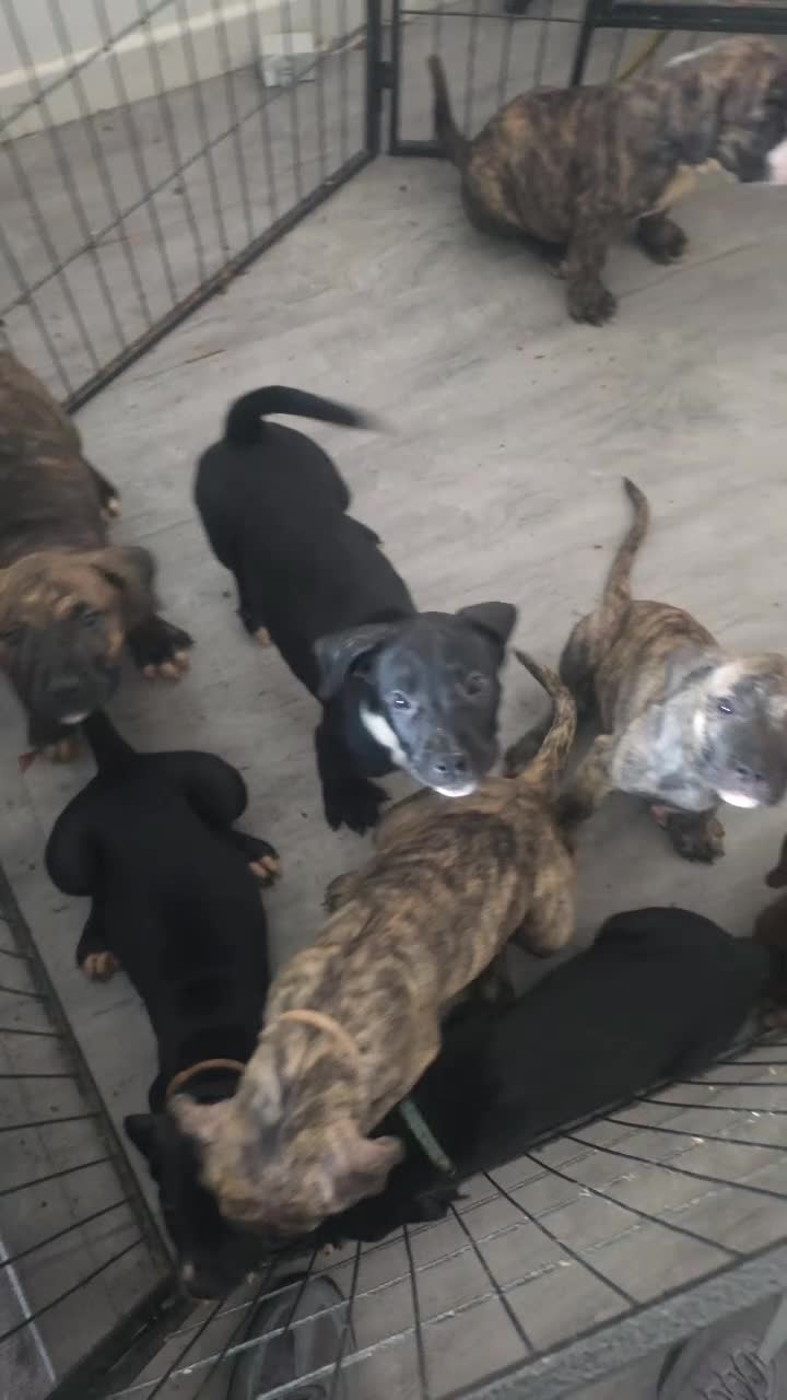 Mixed Breed dogs for sale: Pure Pressa canario x pure American bully pups  - Video 2