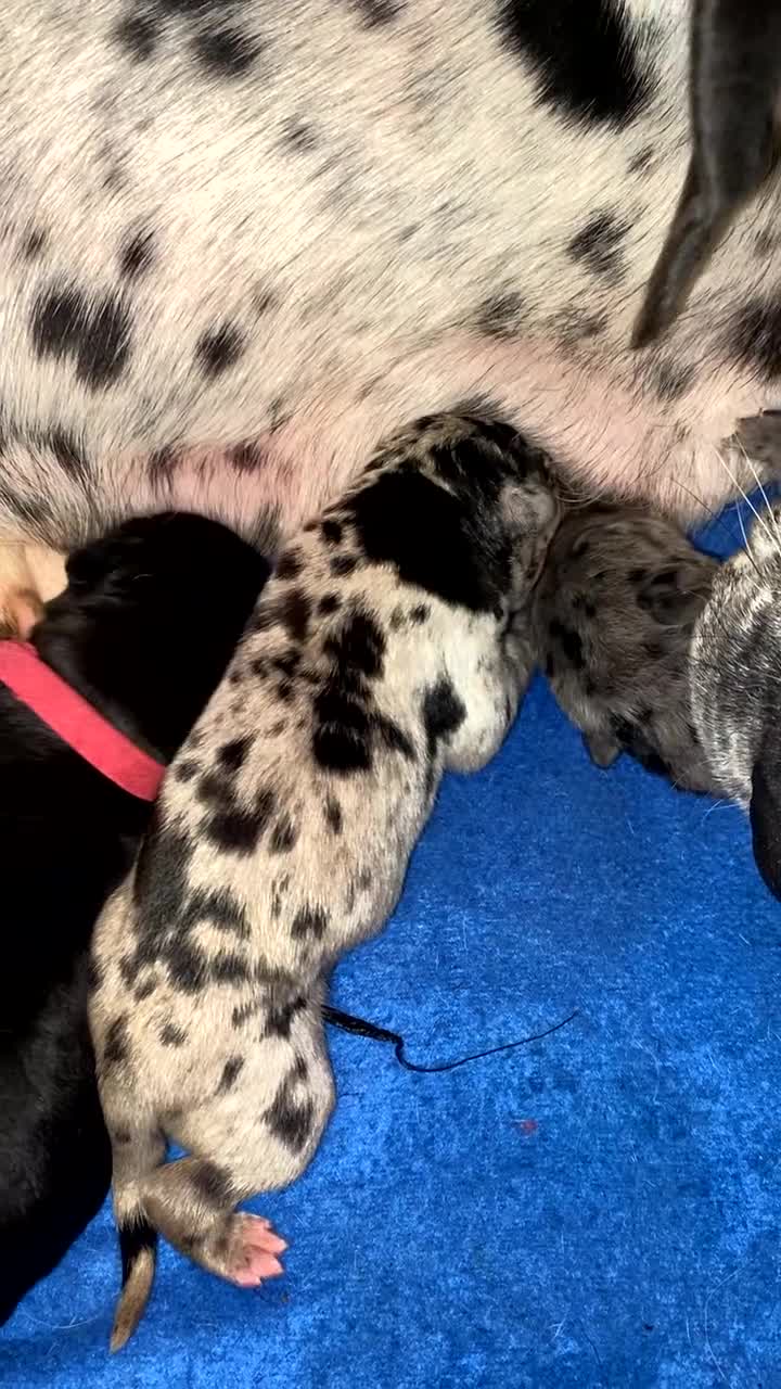 Mixed Breed dogs for sale: Beautiful Italian daniffs (Great Dane/cane corso)  - Video 1