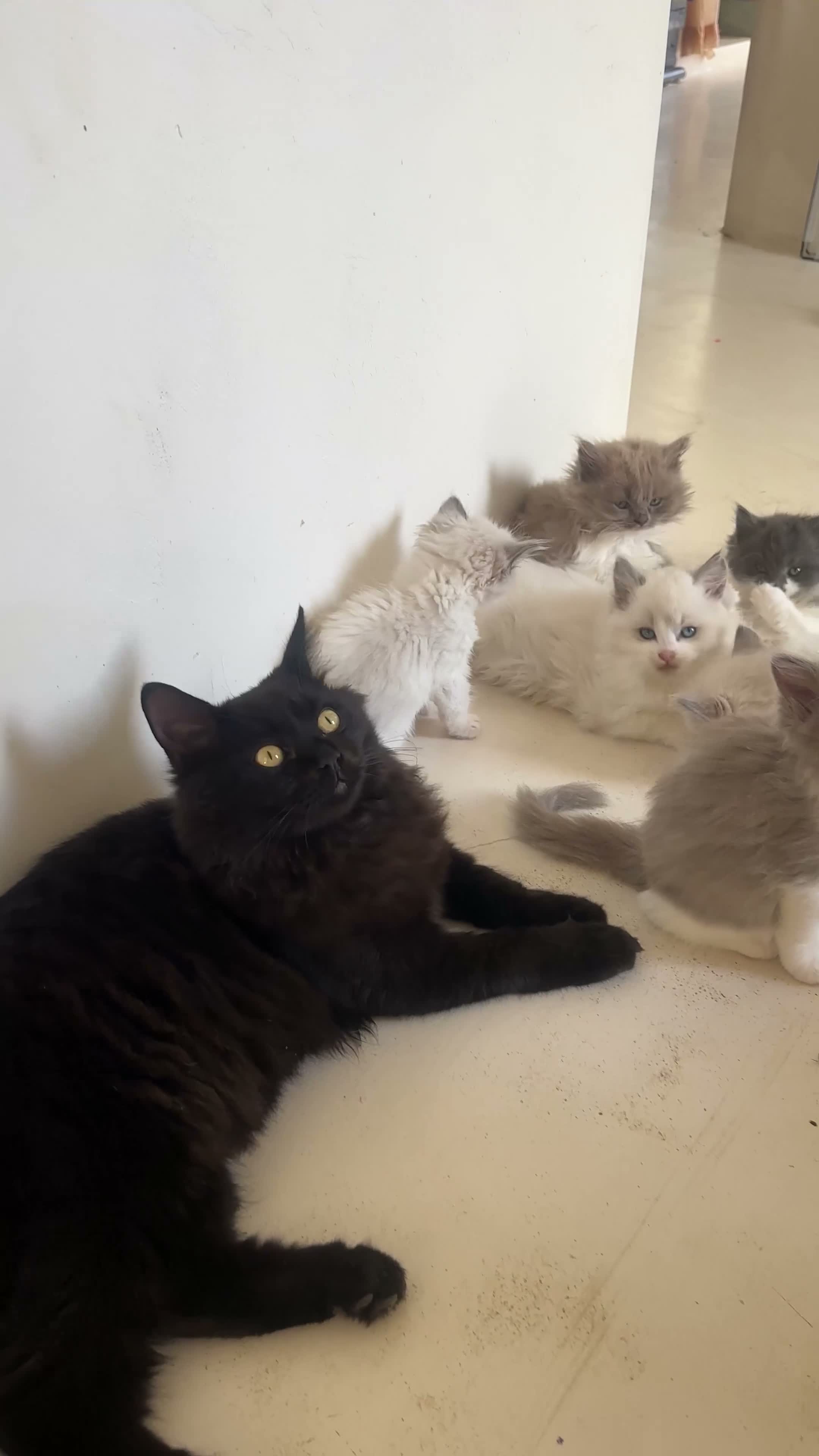 Ragdoll cats for sale: 🤍Exquisite 87.5% Ragdoll Kittens. Rare colours - Video 2