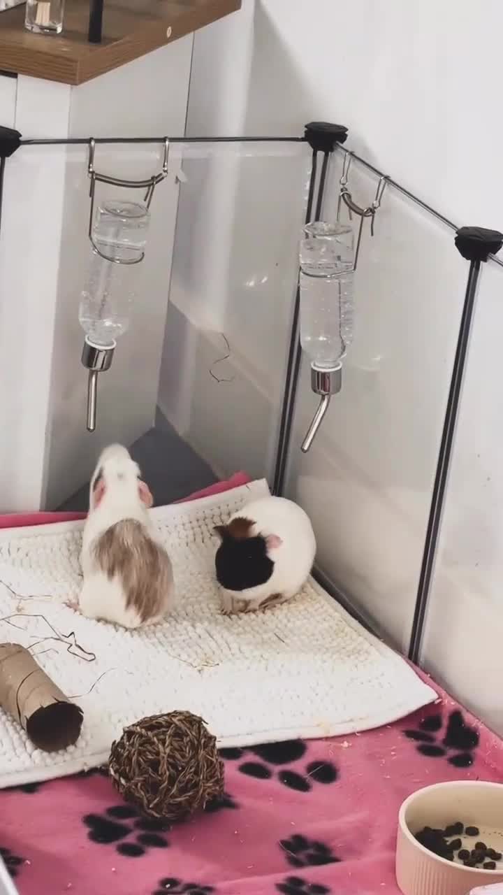 Guinea Pig rodents for sale: Female guinea pigs in need of a loving home!!! in Banbury - Video 1