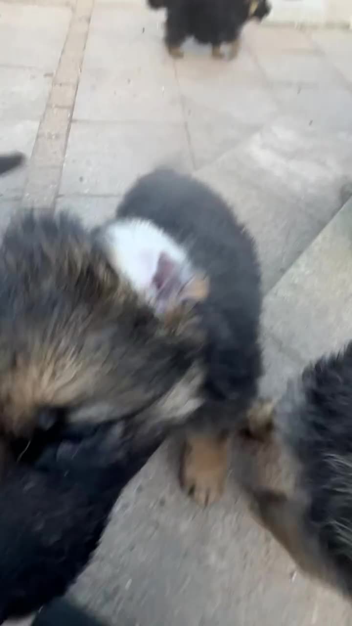 German Shepherd dogs for sale: Ready now! Lovely German shepherd girl puppies gsd - Video 2