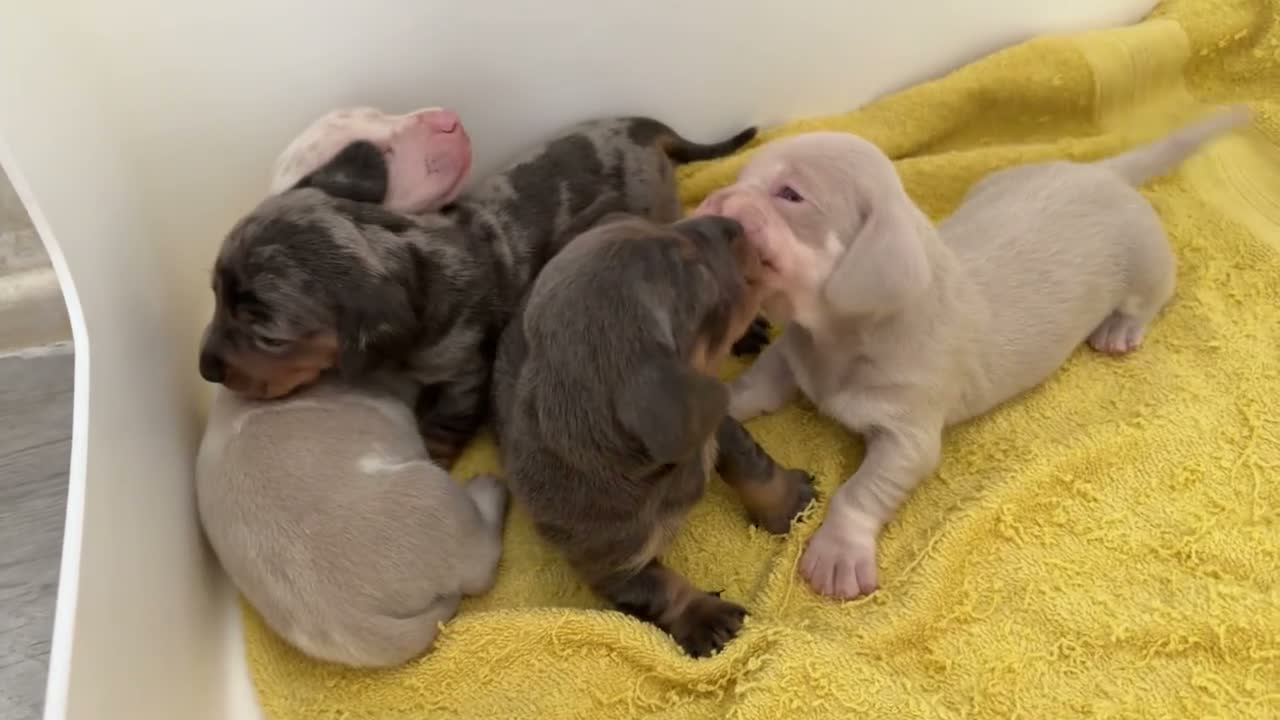 Miniature Dachshund dogs for sale: Beautiful Miniature Dachshund Puppies in Stanford-le-Hope - Video 3