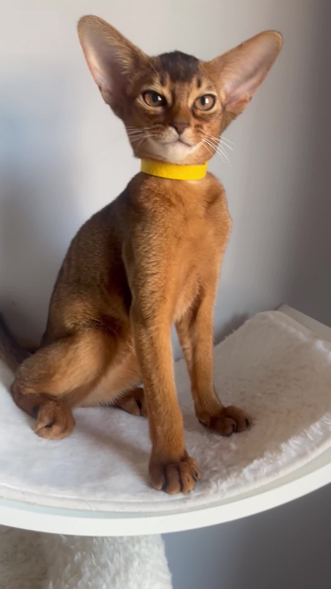 Abyssinian cats for sale: Adorable Abyssinian kittens - Video 2