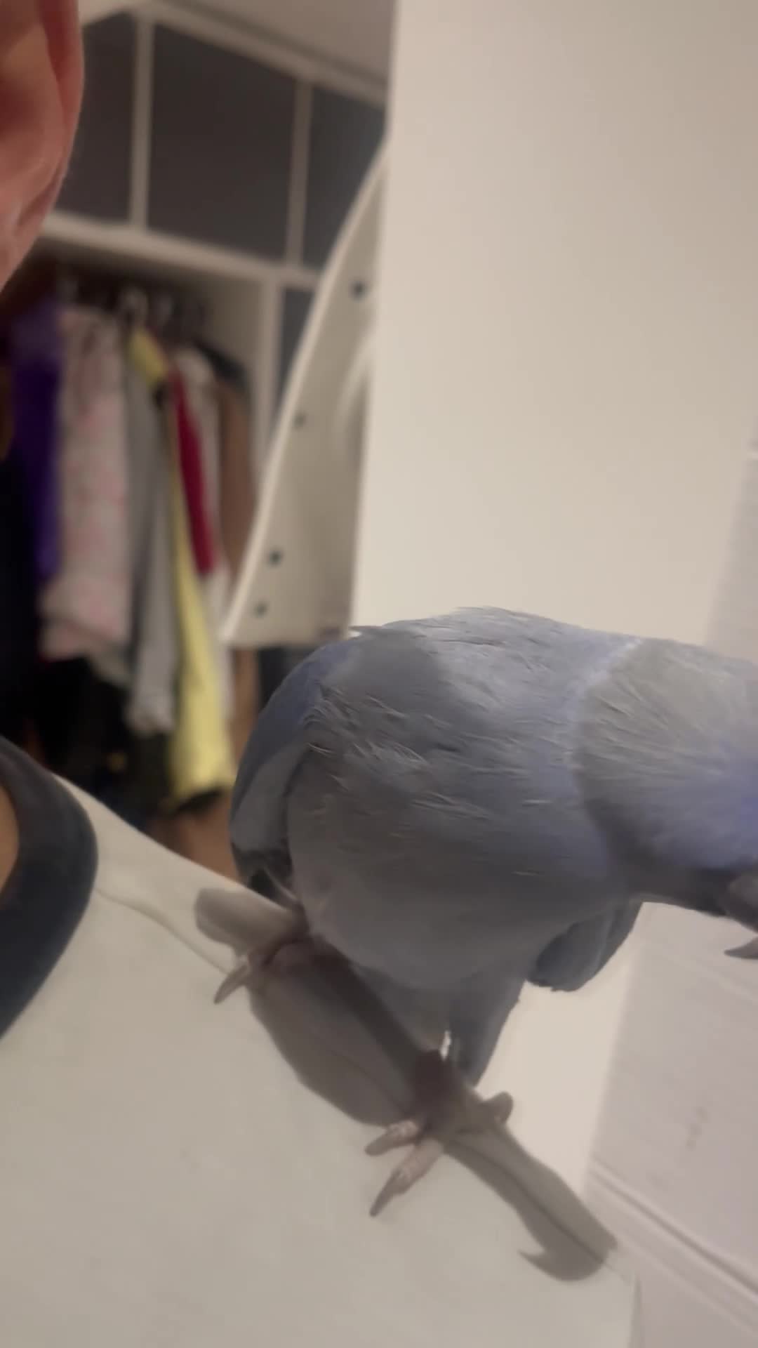 Ringnecks birds for sale: Indian Ringneck Parakeet. in Peterborough - Video 2