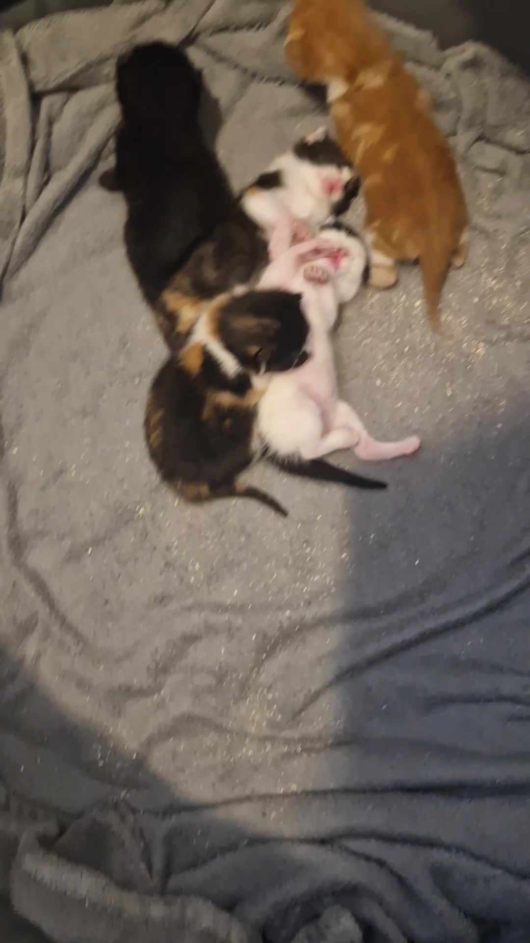 Mixed Breed cats for sale: 5 adorable kittens  - Video 1