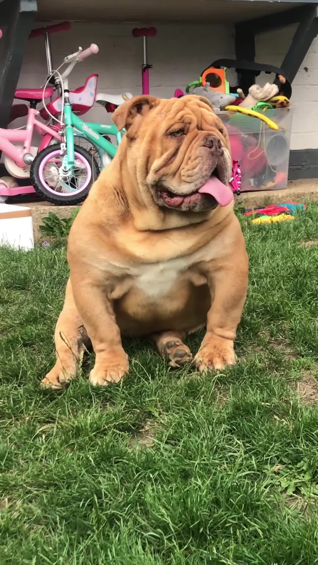 English Bulldog dogs for stud: Fluffy carrier British bulldog stud  - Video 2