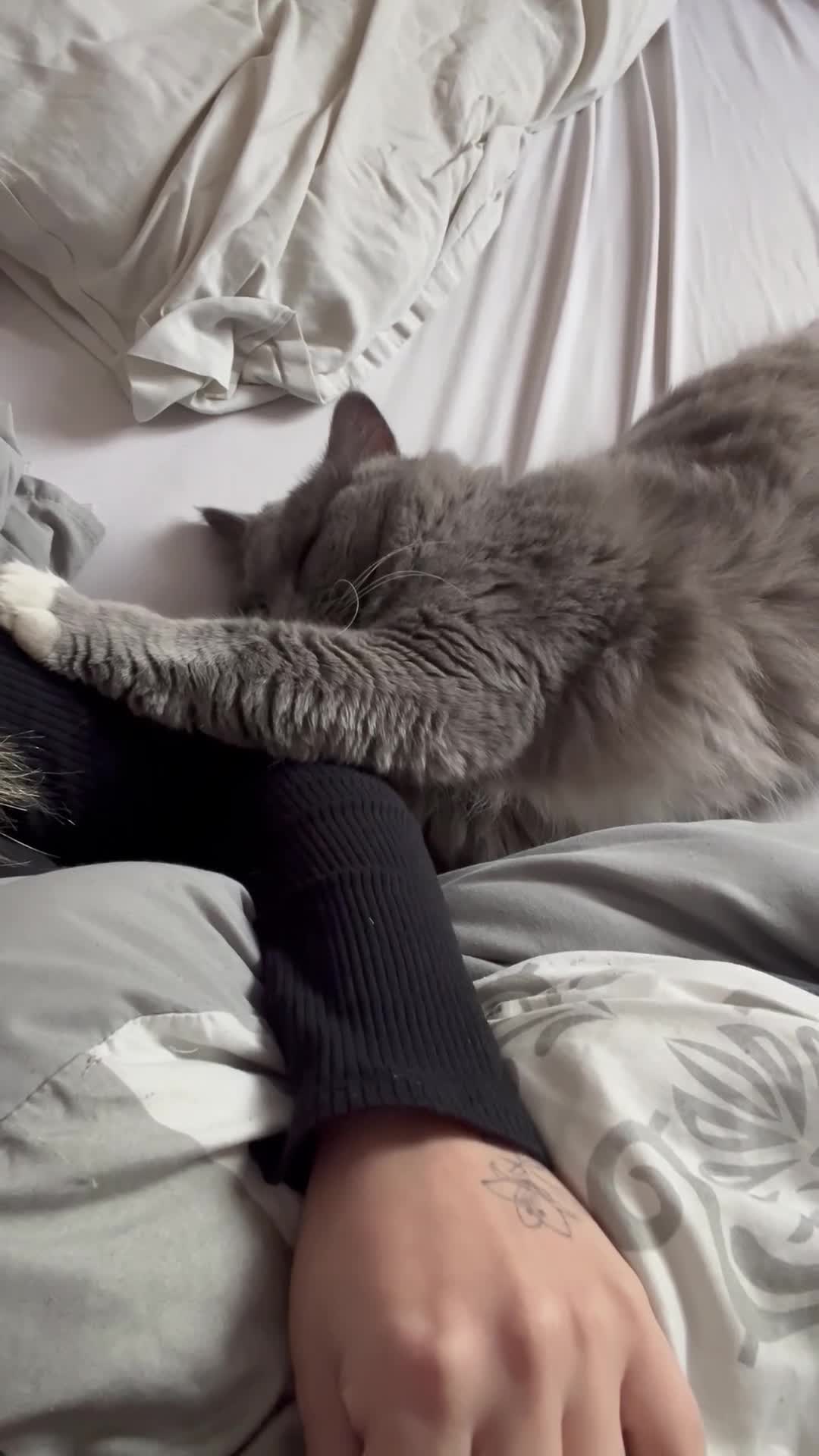 Ragdoll cats for sale: 2 Female/1 Male for Sad Sale - Video 4