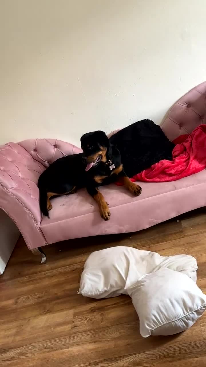 Rottweiler dogs for sale: 2 year old Rottweiler  in Derby - Video 1