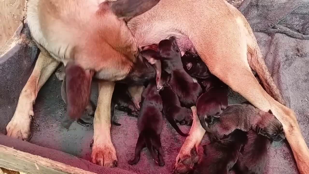 Mixed Breed dogs for sale: Dutch herder/bull herder - Video 1