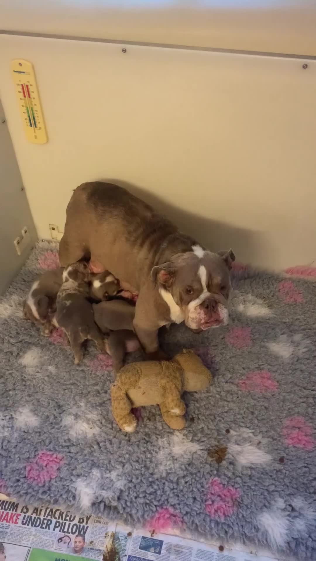 English Bulldog dogs for sale: Last female lilacs English Bulldog  - Video 3