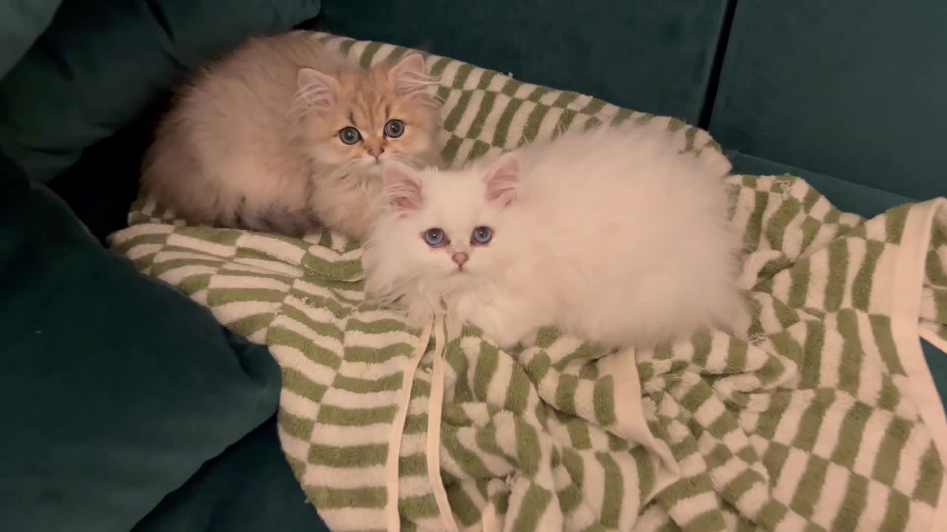 British Longhair cats for sale: Stunning British Longhair Kittens - Goldy & Snowy! - Video 2