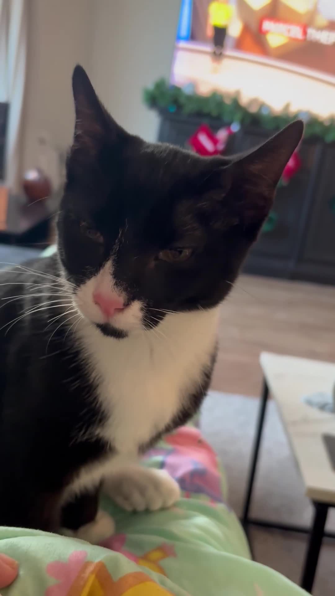 British Shorthair cats for sale: Tuxedo Male Kitten & British Shorthair Mother  - Video 1