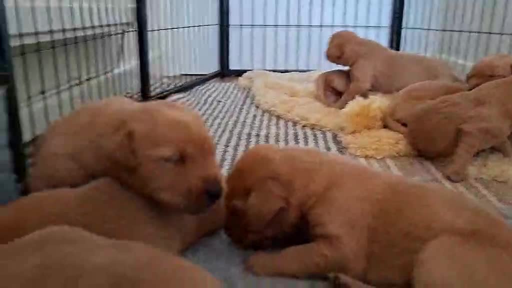 Labrador Retriever dogs for sale: PERFECT FOX RED PUPPIES! in Usk - Video 1