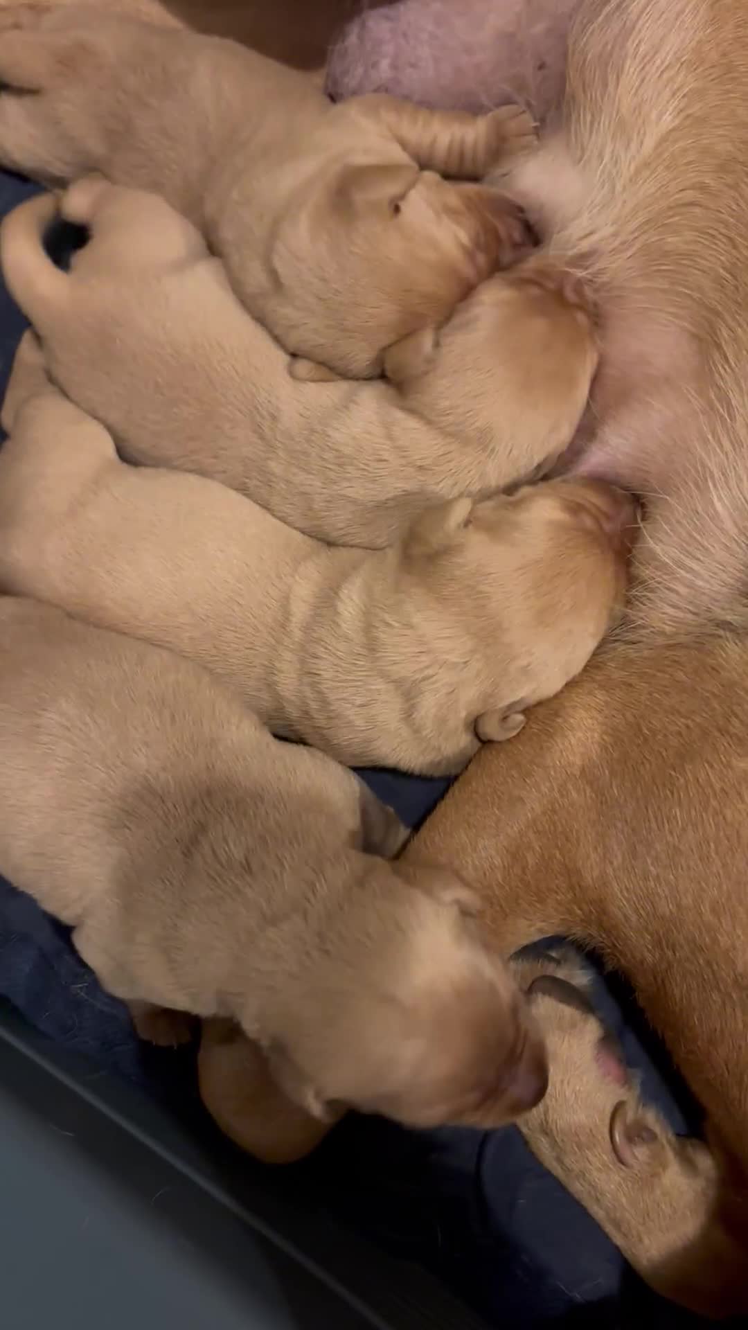 Labrador Retriever dogs for sale: Plump little Red Labrador Puppies! - Video 2